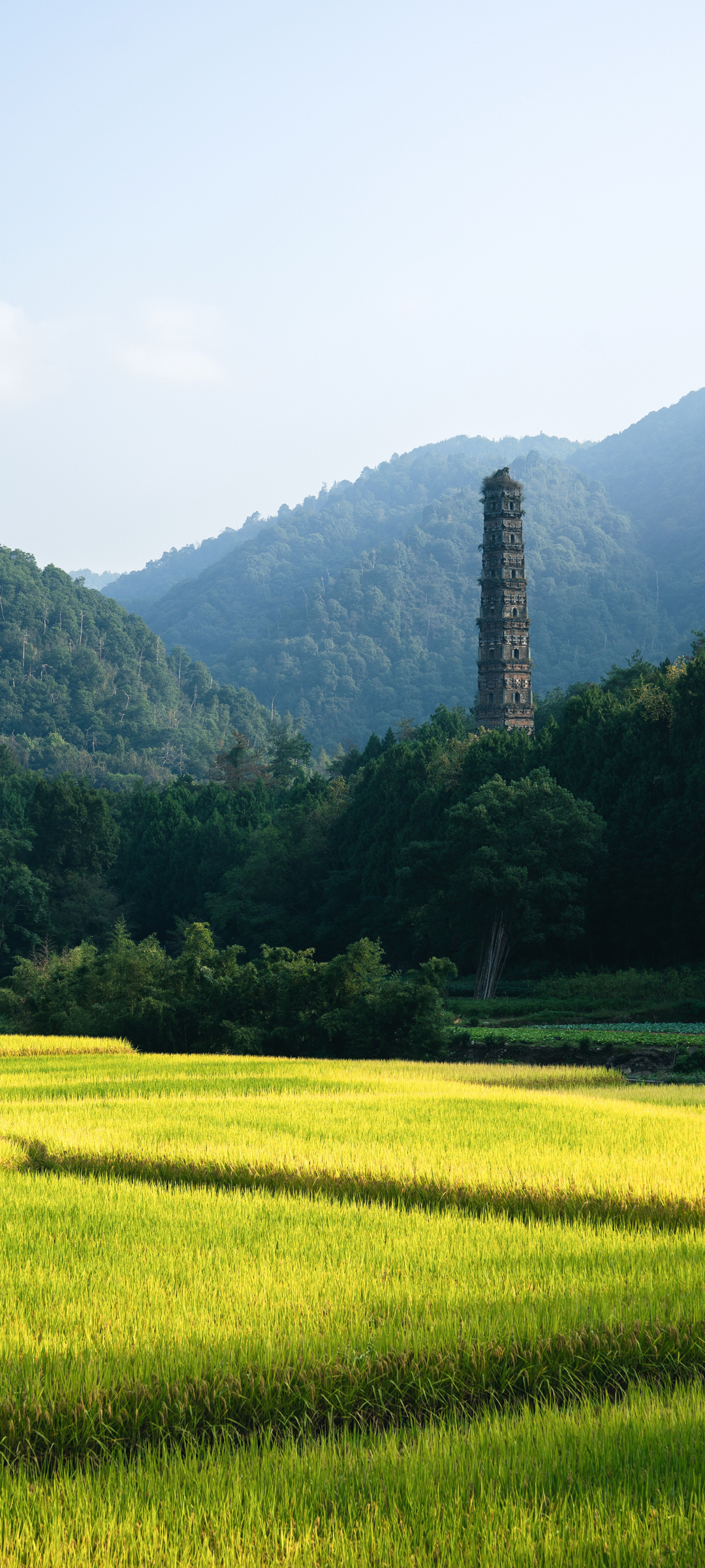 水稻田 山区 唯美 风景 手机桌面壁纸 配图01