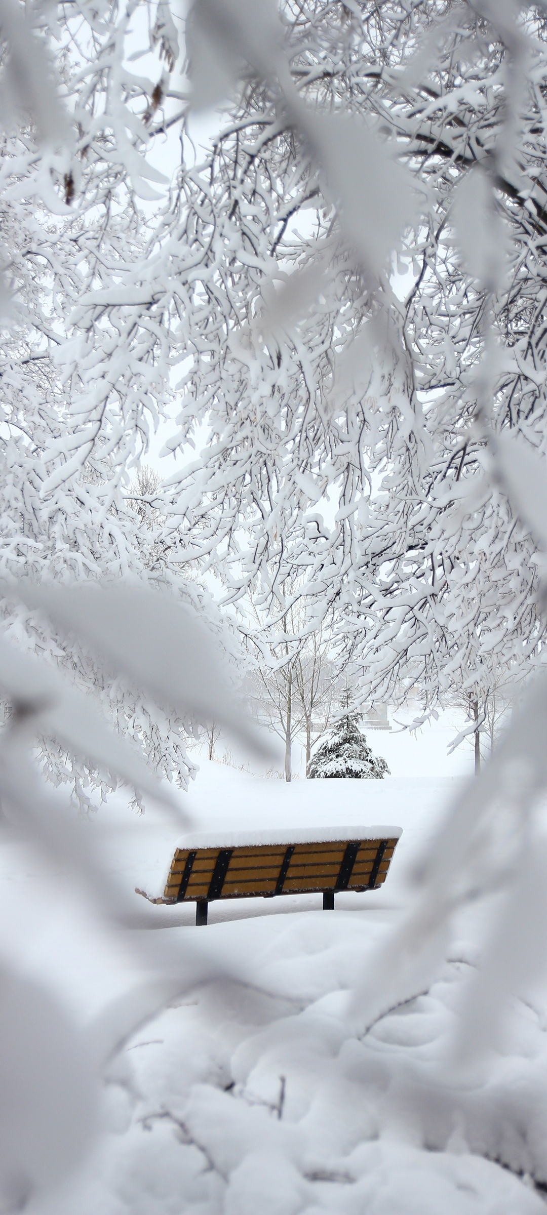 冬季 厚厚的大雪 银装素裹 风景手机壁纸 配图01