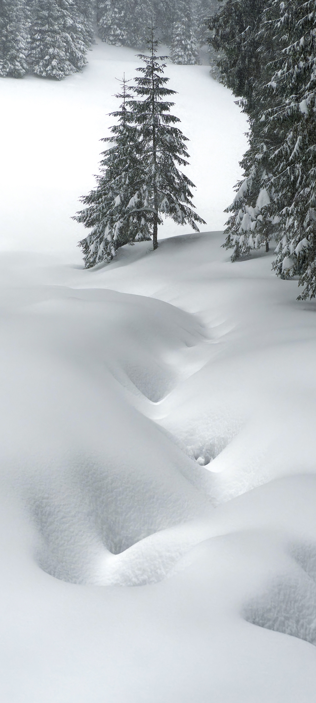 森林厚厚的大雪手机风景壁纸 配图01